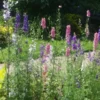 Rocket Larkspur Seeds - 1000 Seeds for Garden Planting