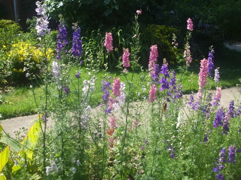 Rocket Larkspur Seeds - 1000 Seeds for Garden Planting