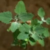Lambs Quarter Seeds - Wild Spinach Goosefoot - 400+ Seeds