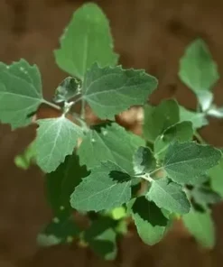 Lambs Quarter Seeds - Wild Spinach Goosefoot - 400+ Seeds