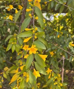 Yellow Jasmine Plant Live Jasmine Vine 4-6 Inches Climbing Flower Plant