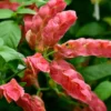 Red Shrimp Plant Live - 2 Well-Rooted Plants 4-6 Inches - Garden Ready