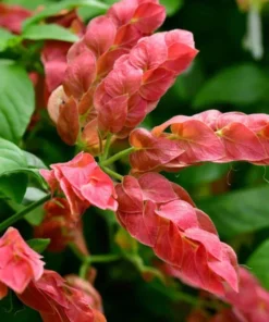 Red Shrimp Plant Live - 2 Well-Rooted Plants 4-6 Inches - Garden Ready