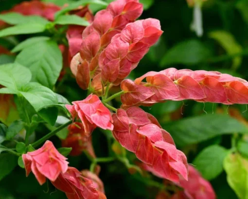 Red Shrimp Plant Live - 2 Well-Rooted Plants 4-6 Inches - Garden Ready