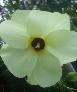 Abelmoschus Manihot Seeds - Yellow Hibiscus, 2025 Crop