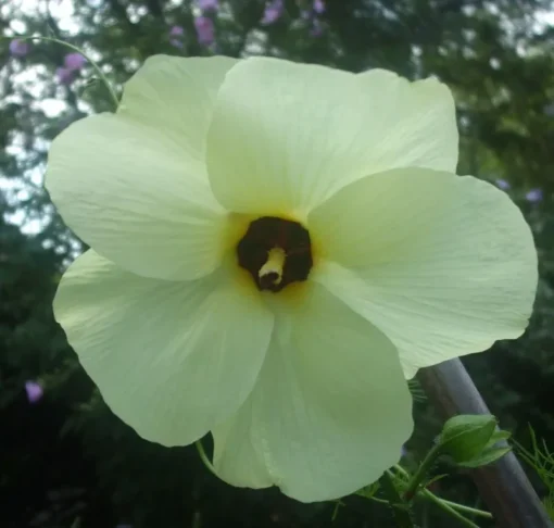 Abelmoschus Manihot Seeds - Yellow Hibiscus, 2025 Crop