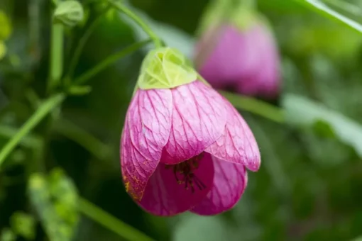 Abutilon Pink Chinese Lantern - 4 inch Live Plant - Ships Without Pot