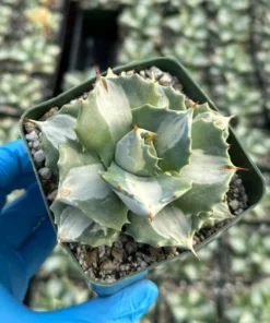 Agave Isthmensis 'Hoji Raijin' Succulent - Rare Variegated Agave - 4 Inch Pot