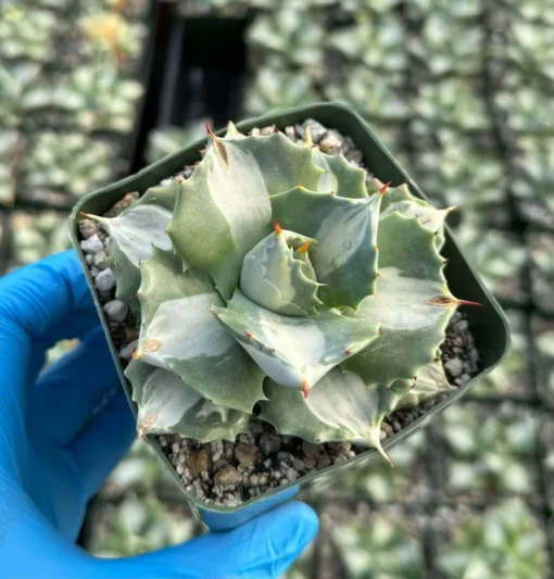 Agave Isthmensis 'Hoji Raijin' Succulent - Rare Variegated Agave - 4 Inch Pot
