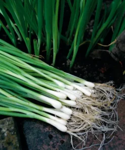 Bunching Onion Seeds - 200 Seeds - Easy to Grow Garden Onions