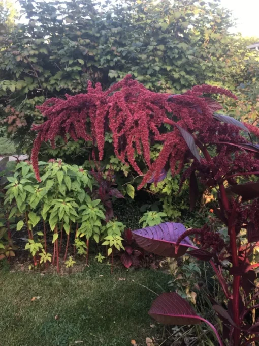 Amaranth Hopi Red Dye Seeds - 200 Seeds - 2025 Crop - Free Shipping