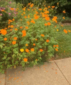Orange Cosmos Flower Seeds - 40+ Seeds - 2025 Crop - Vibrant Blooms