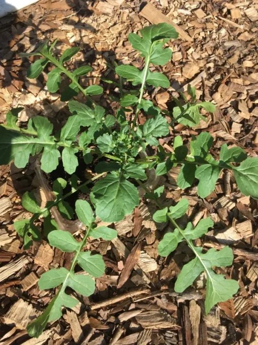 Arugula Seeds for Planting - 500 Seeds - Fast Growing Salad Greens
