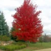 Autumn Blaze Maple Tree - 2.5 inch Pot - Brilliant Fall Color