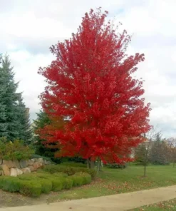 Autumn Blaze Maple Tree - 2.5 inch Pot - Brilliant Fall Color