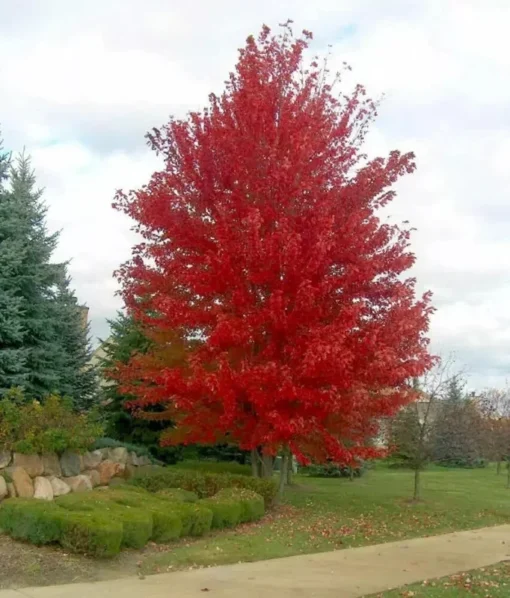 Autumn Blaze Maple Tree - 2.5 inch Pot - Brilliant Fall Color