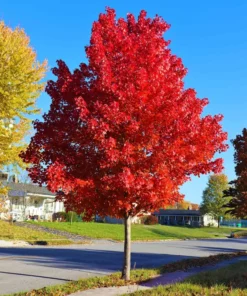 Autumn Blaze Maple Tree - 2.5 inch Pot - Brilliant Fall Color