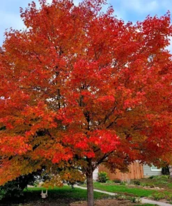 Autumn Blaze Maple Tree - 2.5 inch Pot - Brilliant Fall Color