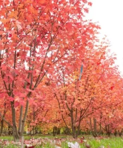 Autumn Blaze Maple Tree - 2.5 inch Pot - Brilliant Fall Color