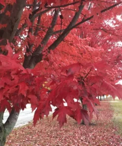 Autumn Blaze Maple Tree - 2.5 inch Pot - Brilliant Fall Color