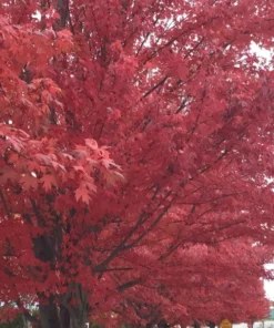 Autumn Blaze Maple Tree - 2.5 inch Pot - Brilliant Fall Color