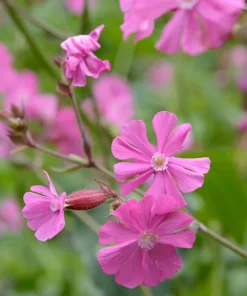 English Maiden Seeds 100+ Silene dioica Wildflower Seeds Free Ship