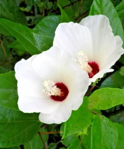 Swamp Rose Mallow Seeds - Hardy Hibiscus Moscheutos Crimson-eyed Rose - 60 White Seeds