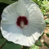 Swamp Rose Mallow Seeds - Hardy Hibiscus Moscheutos Crimson-eyed Rose - 60 White Seeds