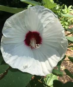 Swamp Rose Mallow Seeds - Hardy Hibiscus Moscheutos Crimson-eyed Rose - 60 White Seeds