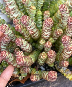 Baby Necklace Succulent Plant - Live Succulent - Easy Care Indoor Plant