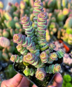 Baby Necklace Succulent Plant - Live Succulent - Easy Care Indoor Plant