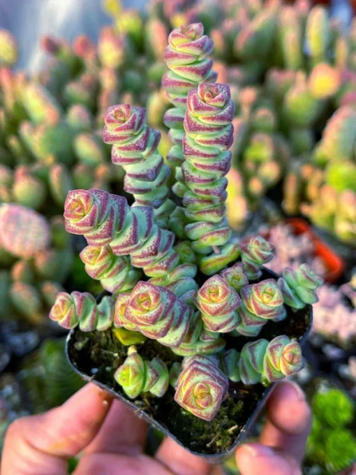 Baby Necklace Succulent Plant - Live Succulent - Easy Care Indoor Plant