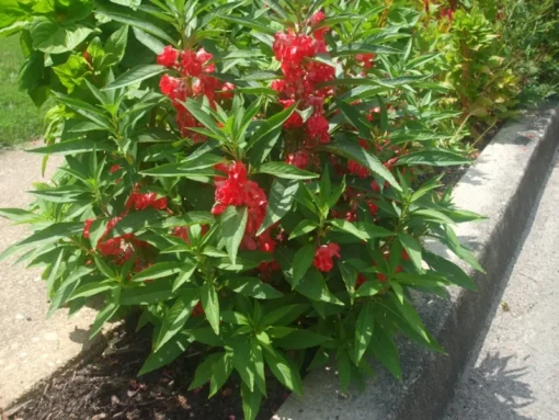 Balsam Impatiens Seeds - Impatiens Balsamina - Touch Me Not - 40+ Seeds