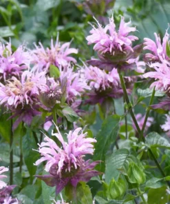 Bee Balm Seeds Wild Bergamot Monarda - Purple Shades - 100 Seeds
