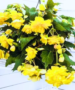 Begonia Illumination Lemon Flower Plant Set - No Pot - Ready to Plant