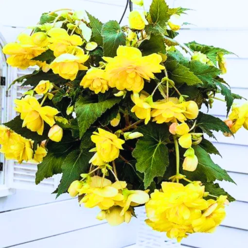 Begonia Illumination Lemon Flower Plant Set - No Pot - Ready to Plant