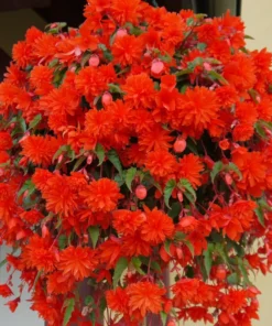 Begonia Illumination Scarlet Set of 3 Flower Plant No Pot For Planting