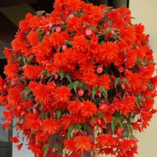 Begonia Illumination Scarlet Set of 3 Flower Plant No Pot For Planting