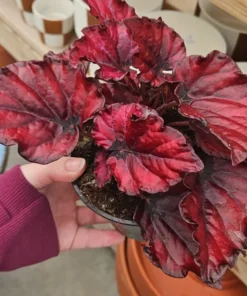 Begonia Red Slippers Set of 3 Bare Root Flower Plants No Pot