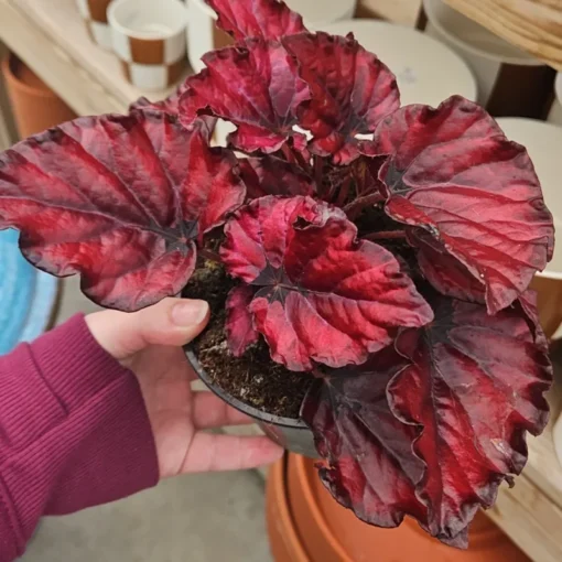 Begonia Red Slippers Set of 3 Bare Root Flower Plants No Pot