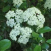 Black Haw Native Viburnum Plant - 12-18 inch Quart Pot - Flowering Shrub