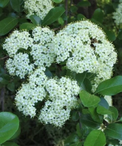 Black Haw Native Viburnum Plant - 12-18 inch Quart Pot - Flowering Shrub