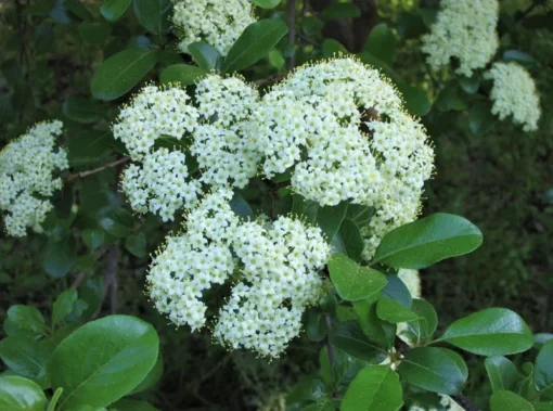 Black Haw Native Viburnum Plant - 12-18 inch Quart Pot - Flowering Shrub