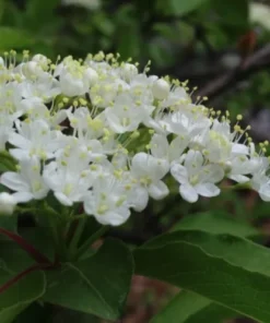 Black Haw Native Viburnum Plant - 12-18 inch Quart Pot - Flowering Shrub
