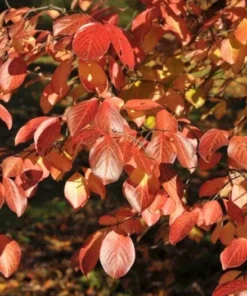 Black Haw Native Viburnum Plant - 12-18 inch Quart Pot - Flowering Shrub
