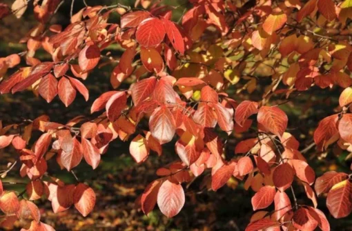 Black Haw Native Viburnum Plant - 12-18 inch Quart Pot - Flowering Shrub