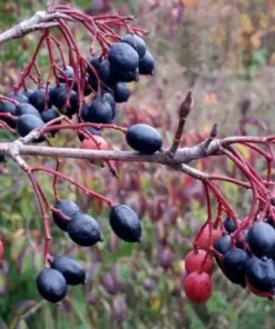 Black Haw Native Viburnum Plant - 12-18 inch Quart Pot - Flowering Shrub