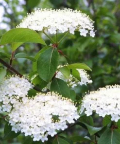 Black Haw Native Viburnum Plant - 12-18 inch Quart Pot - Flowering Shrub