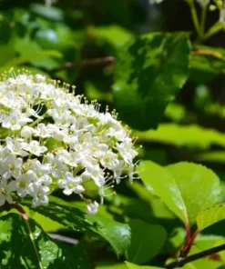 Black Haw Native Viburnum Plant - 12-18 inch Quart Pot - Flowering Shrub