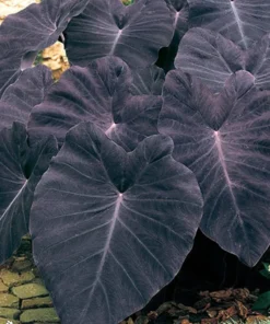 Black Magic Elephant Ear Plant - 4 Inch Potted Plant - Dark Foliage
